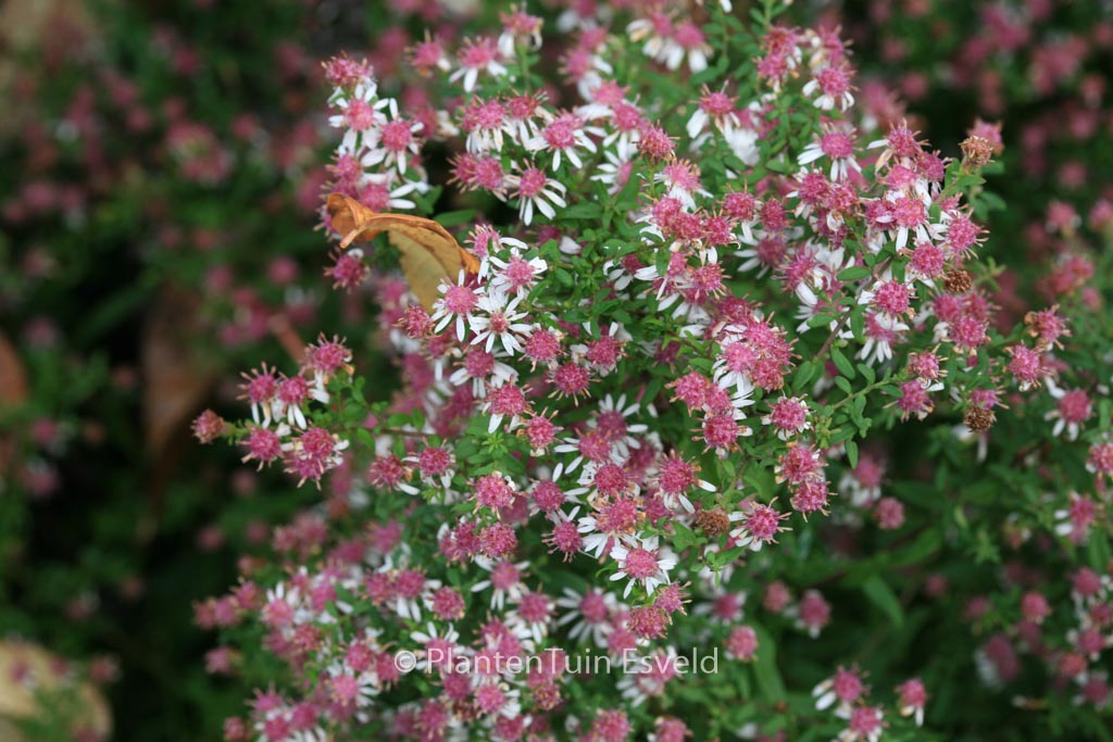 Aster lateriflorus ‚Horizontalis‘