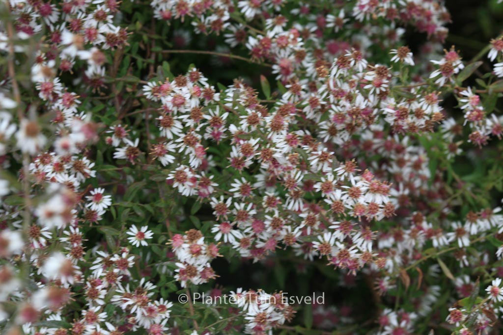 Aster lateriflorus ‚Lady in Black‘