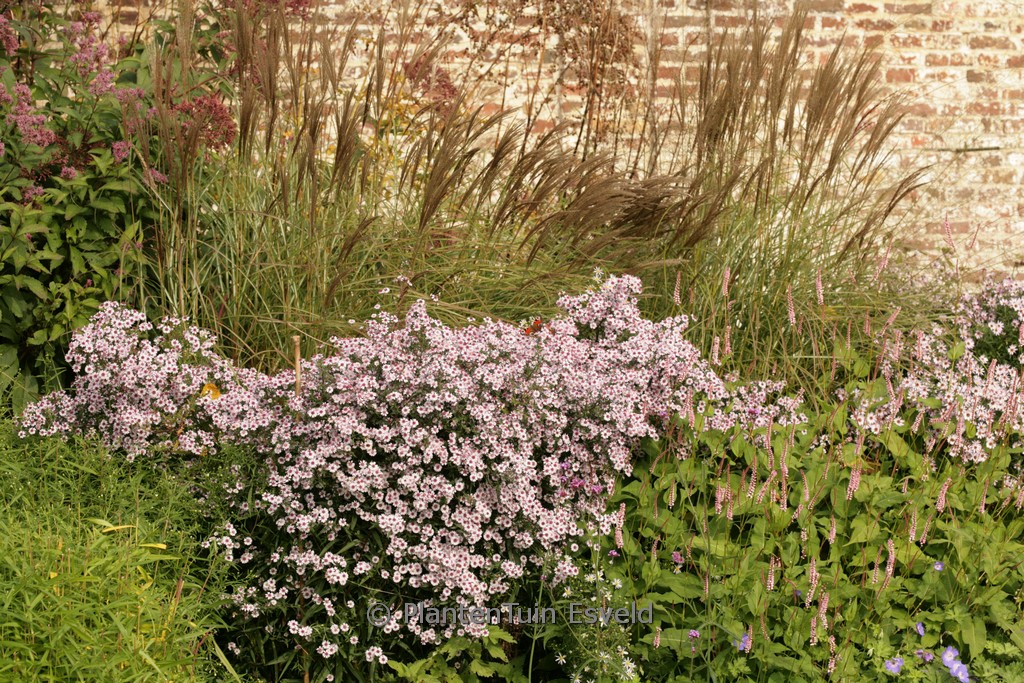 Aster lateriflorus ‚Pink Buttons‘