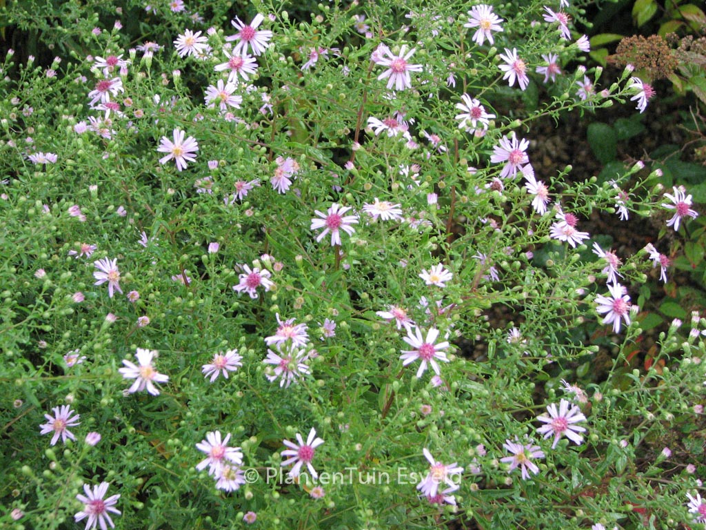 Aster laterifolius ‚Coombe Fishacre‘