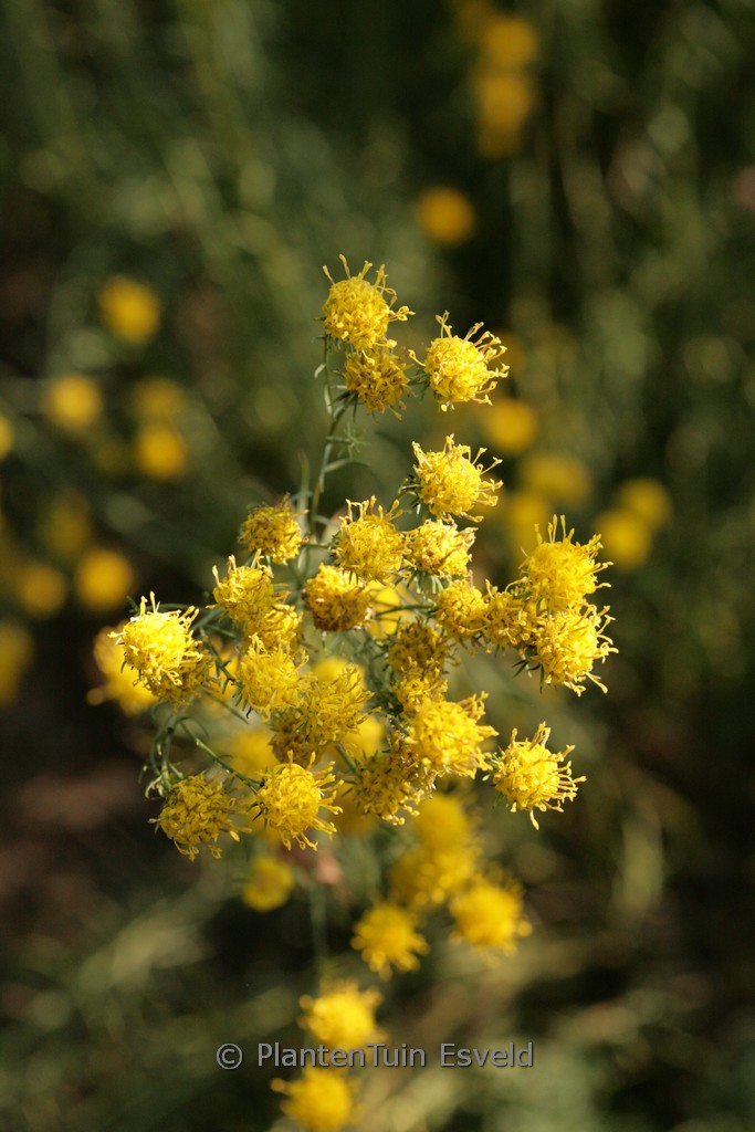 Aster linosyris ‚Golddust‘
