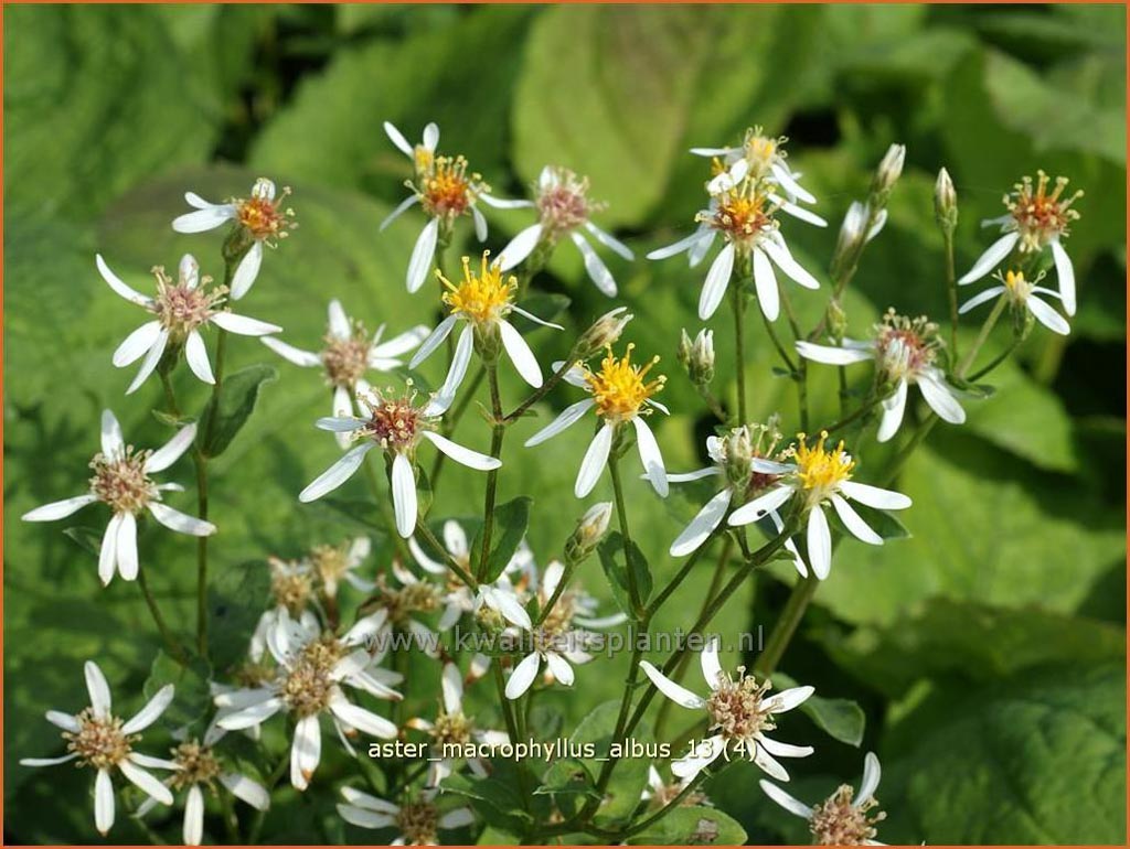 Aster macrophyllus ‚Albus‘