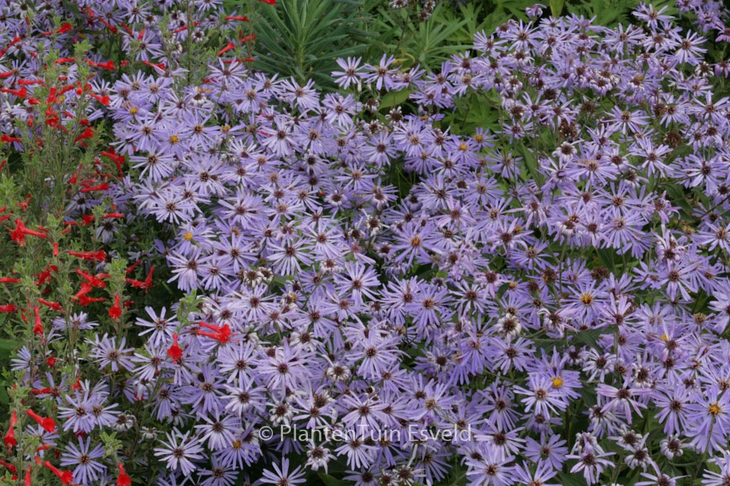 Aster macrophyllus ‚Twilight‘