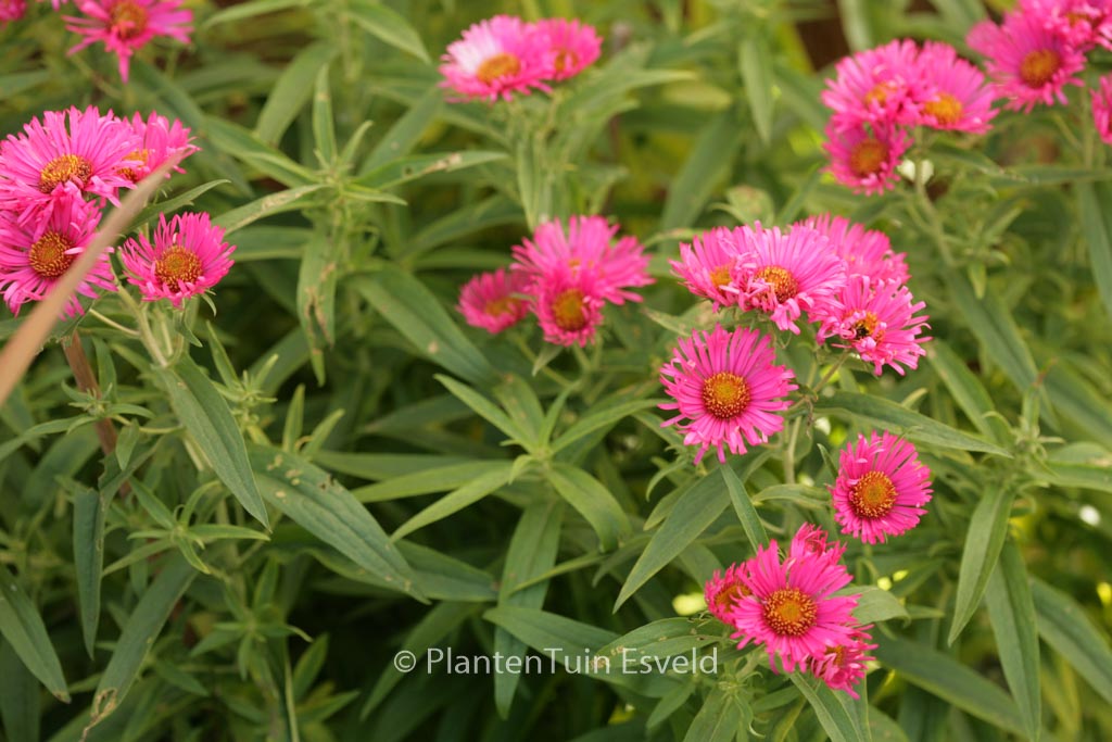 Aster novae-angliae ‚Andenken an Alma Poetschke‘