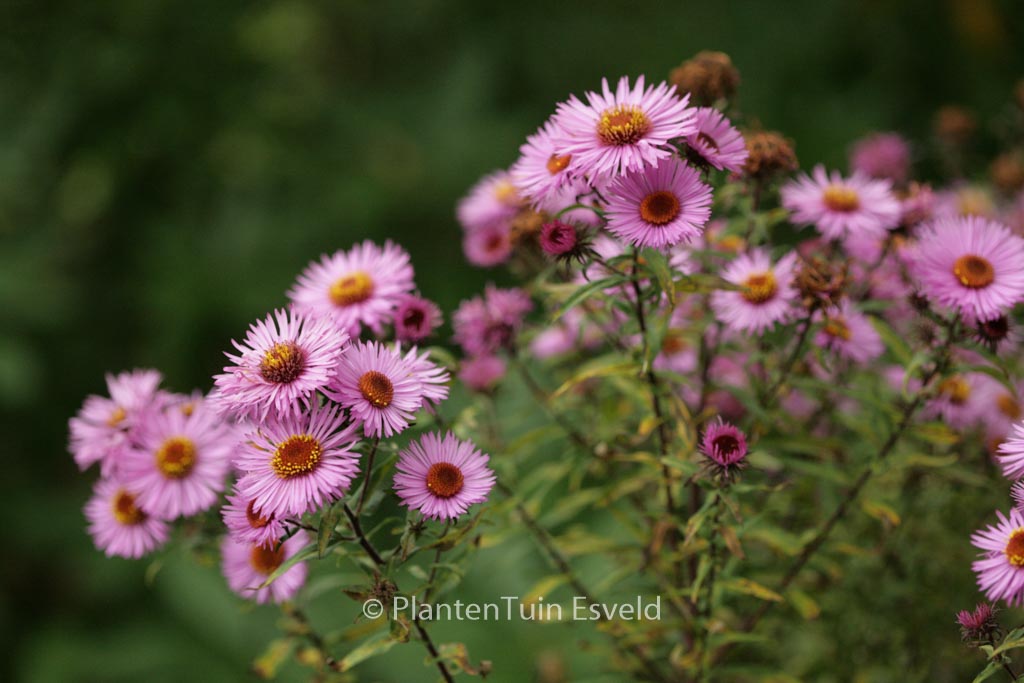 Aster novae-angliae ‚Barr’s Pink‘