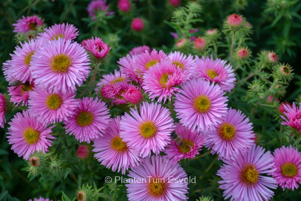 Aster novae-angliae ‚Harrington Pink‘