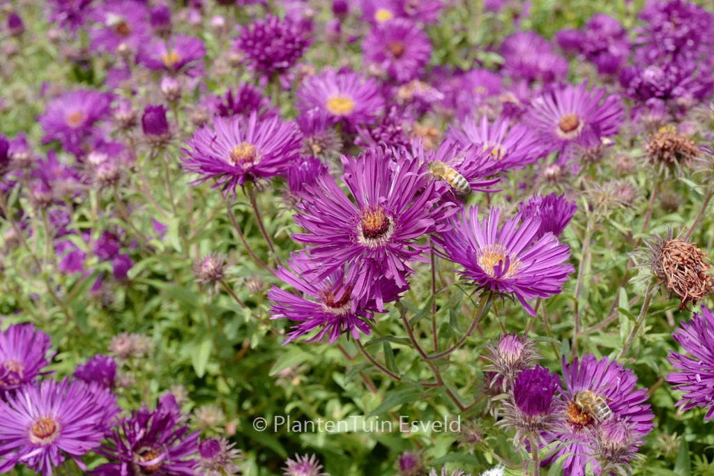 Aster novae-angliae ‚Helen Picton‘