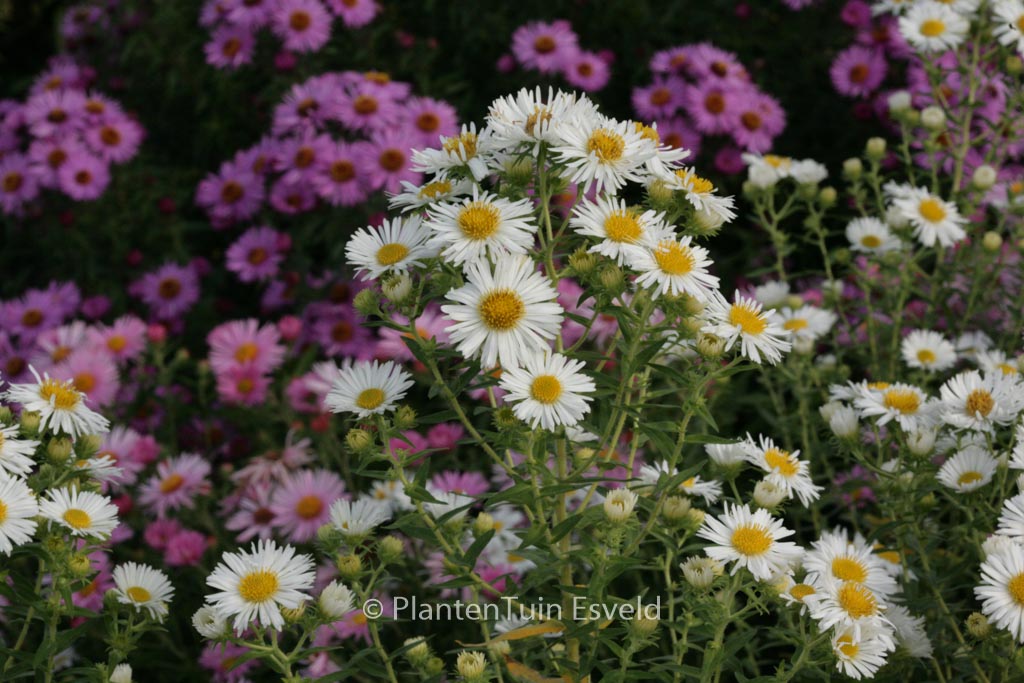 Aster novae-angliae ‚Herbstschnee‘
