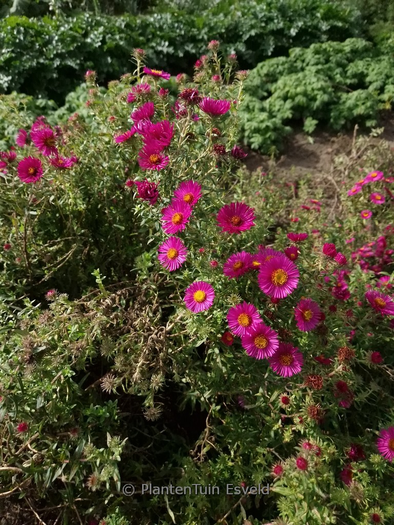 Aster novae-angliae ‚James Ritchie‘
