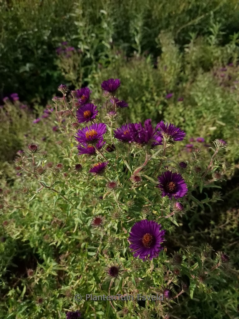Aster novae-angliae ‚Nachtauge‘