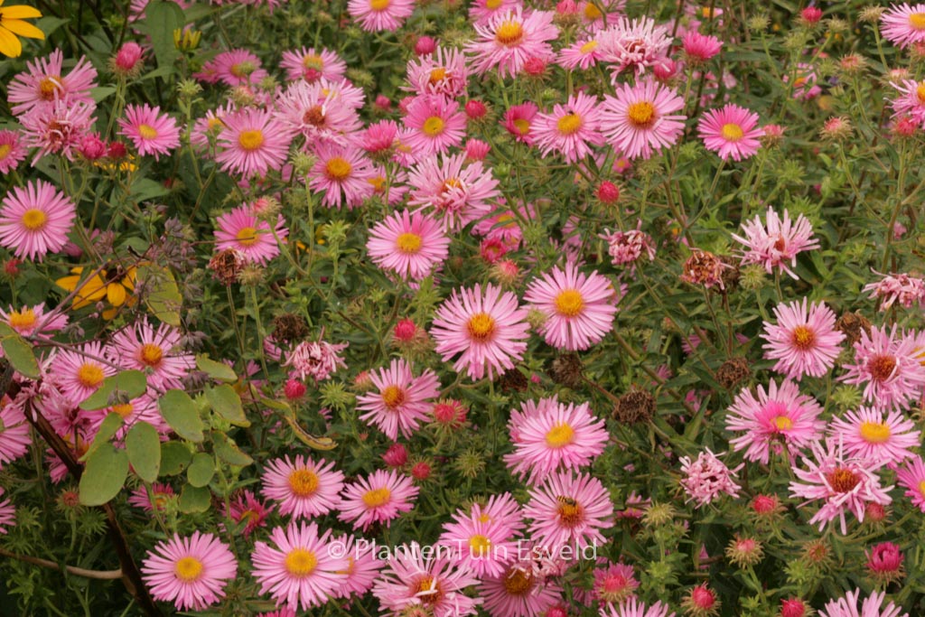 Aster novae-angliae ‚Rosa Sieger‘
