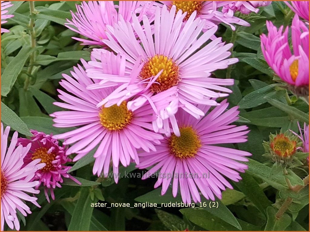 Aster novae-angliae ‚Rudelsburg‘