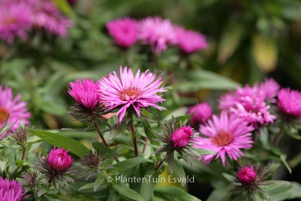 Aster novae-angliae ‚Vibrant Dome‘
