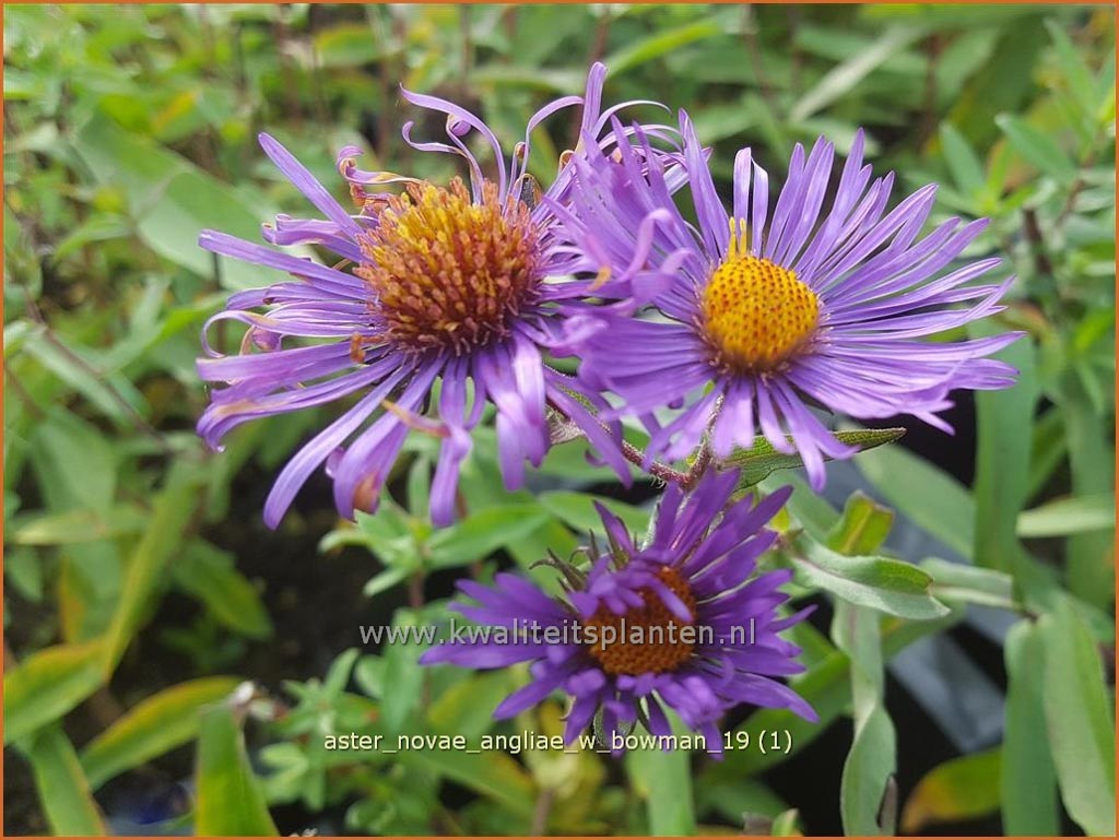 Aster novae-angliae ‚W. Bowman‘