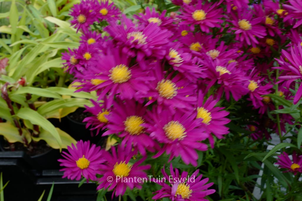 Aster novi-belgii ‚Crimson Brocade‘