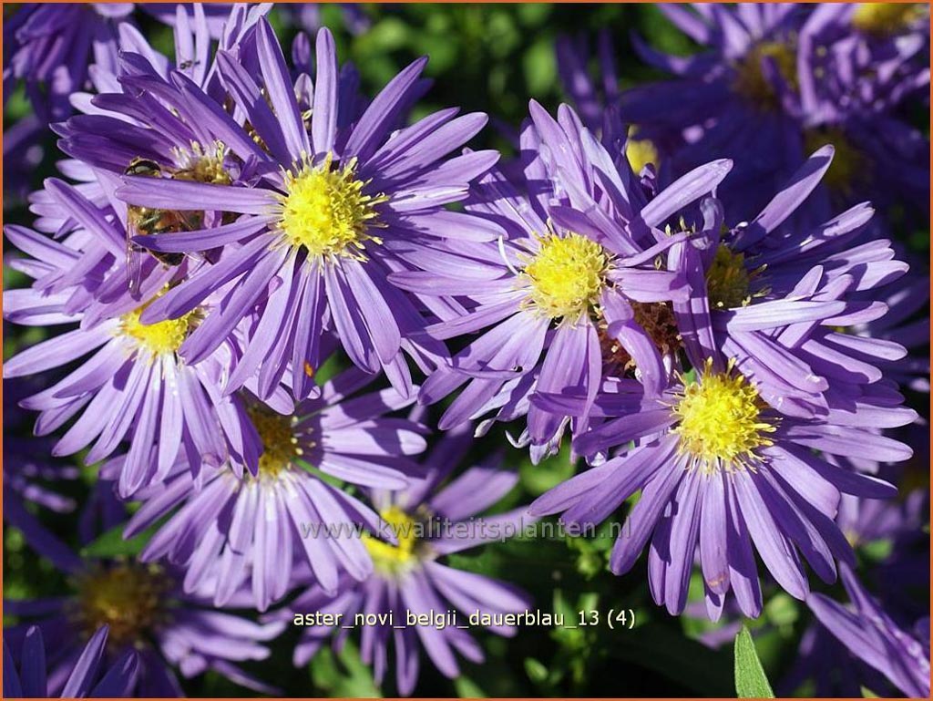 Aster novi-belgii ‚Dauerblau‘