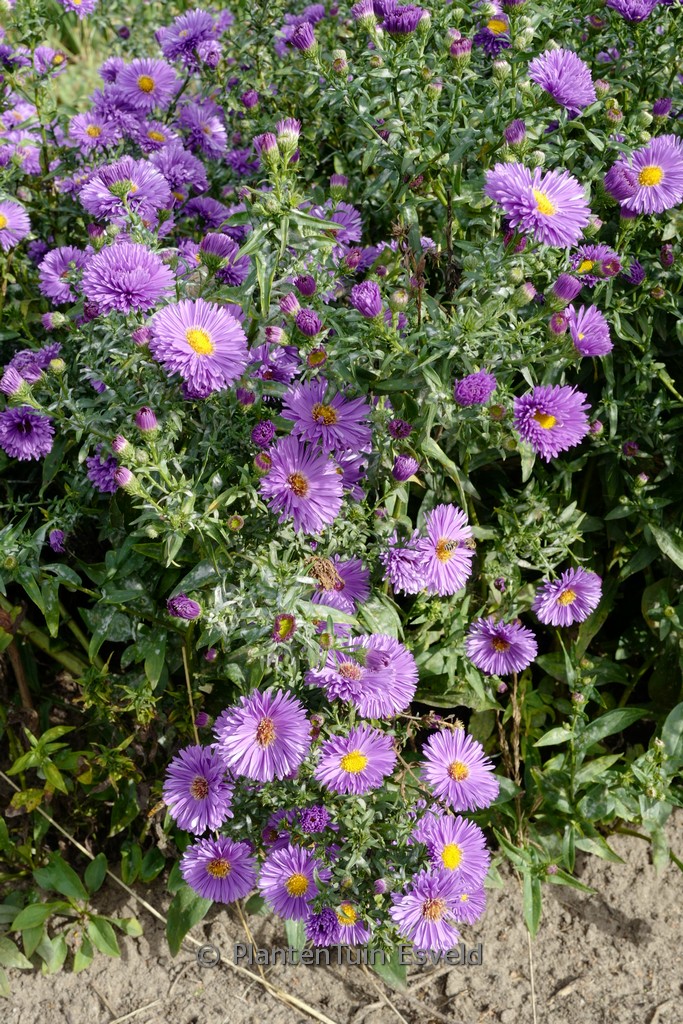 Aster novi-belgii ‚Eventide‘