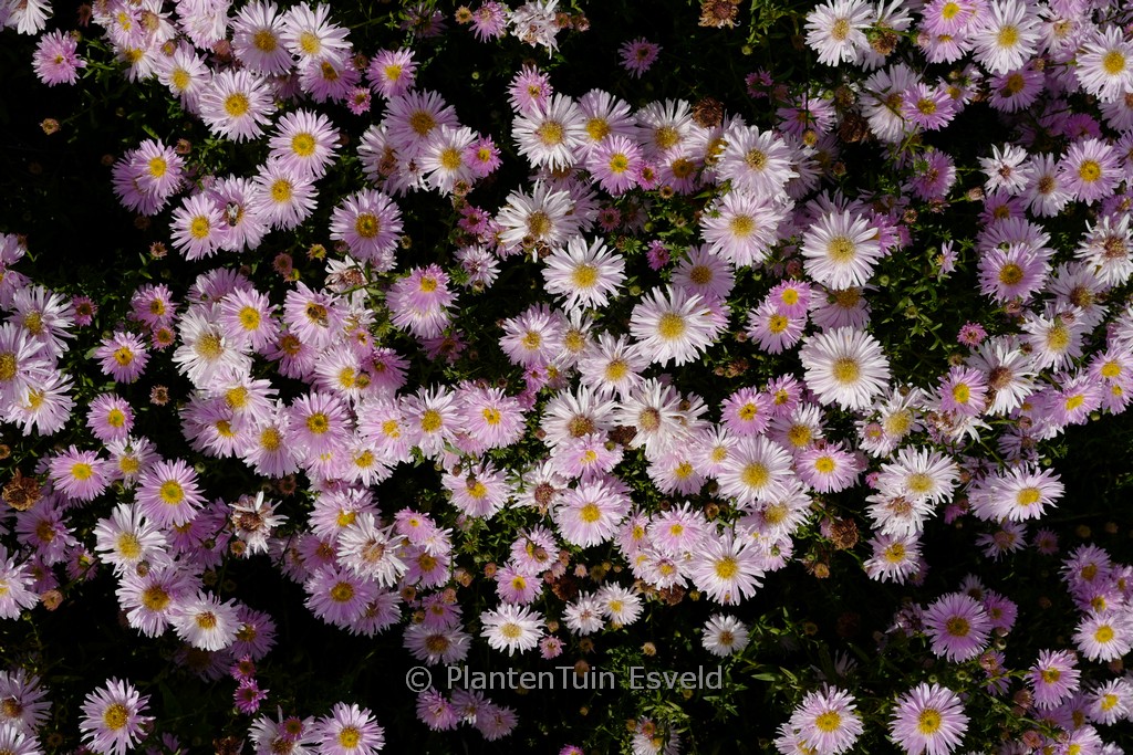 Aster novi-belgii ‚Fellowship‘