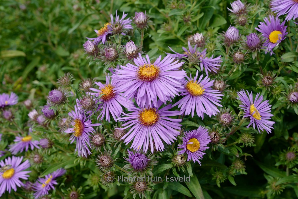Aster novi-belgii ‚Guido en Gezelle‘