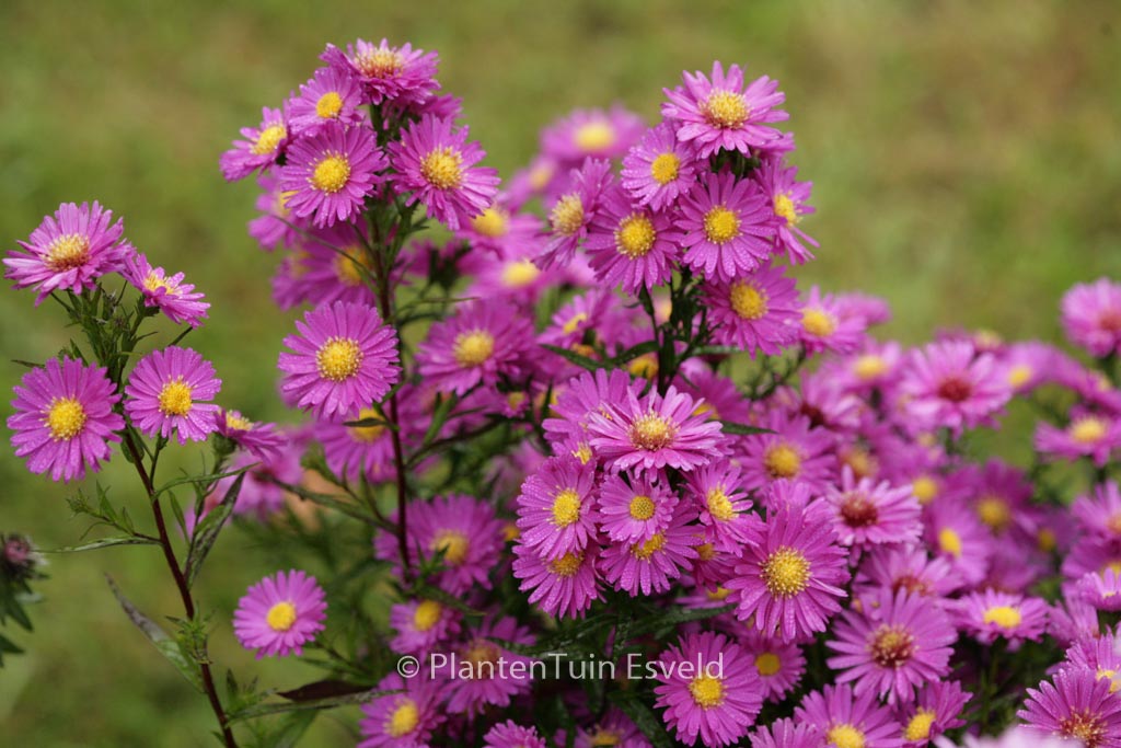 Aster novi-belgii ‚Karminkuppel‘
