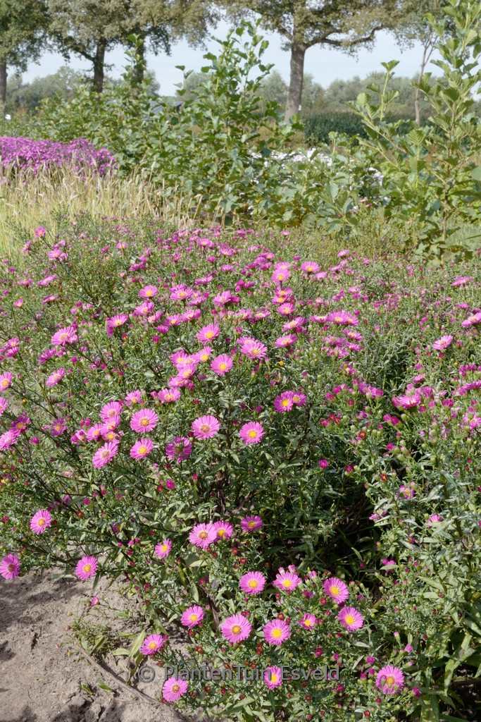 Aster novi-belgii ‚Lisette‘