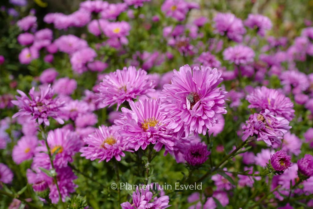 Aster novi-belgii ‚Marie Ballard‘