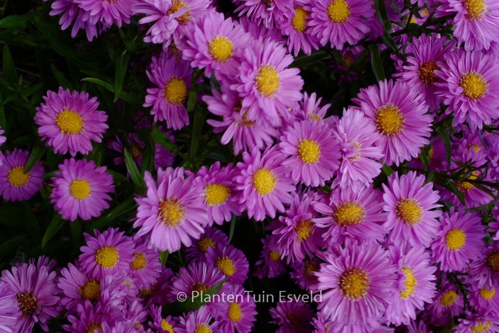 Aster novi-belgii ‚Patricia Ballard‘