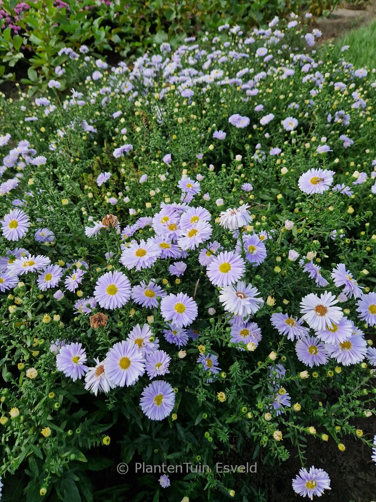 Aster novi-belgii ‚Porzellan‘