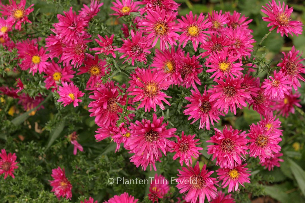 Aster novi-belgii ‚Royal Ruby‘