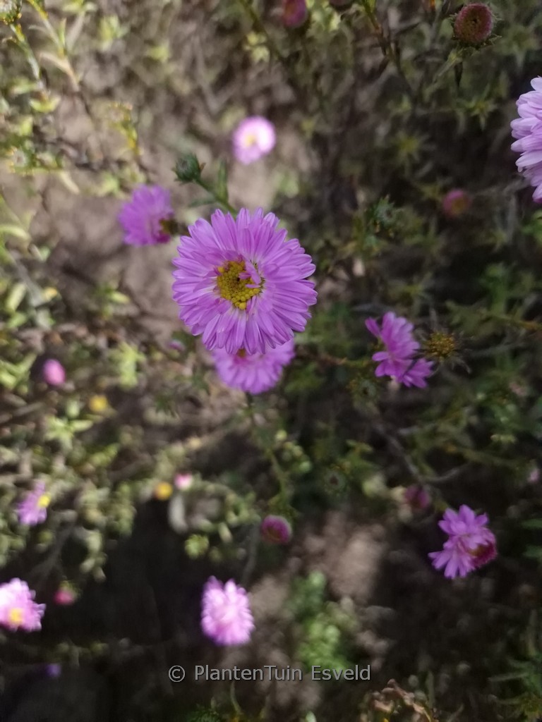 Aster novi-belgii ‚Sarah Ballard‘