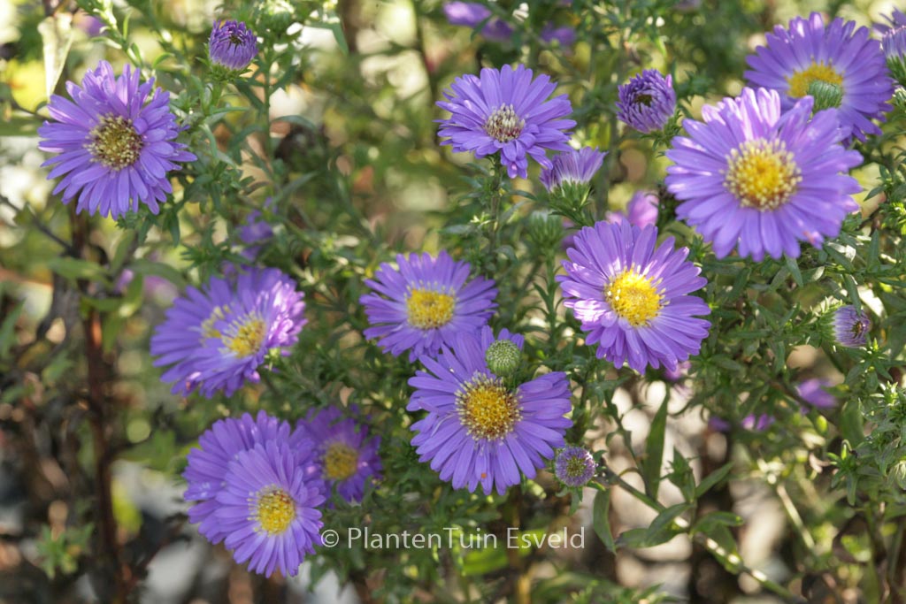Aster novi-belgii ‚Schoene von Dietlikon‘