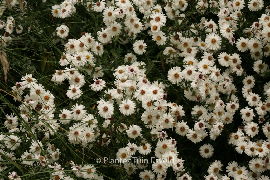 Aster novi-belgii ‚White Ladies‘
