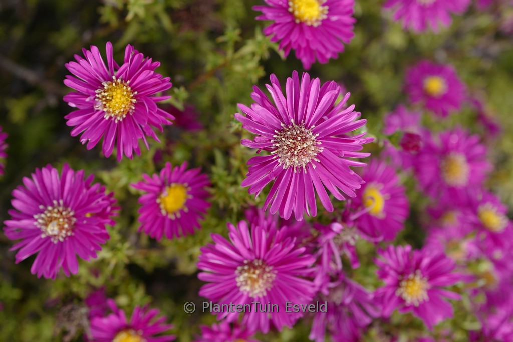 Aster novi-belgii ‚Winston Churchill‘