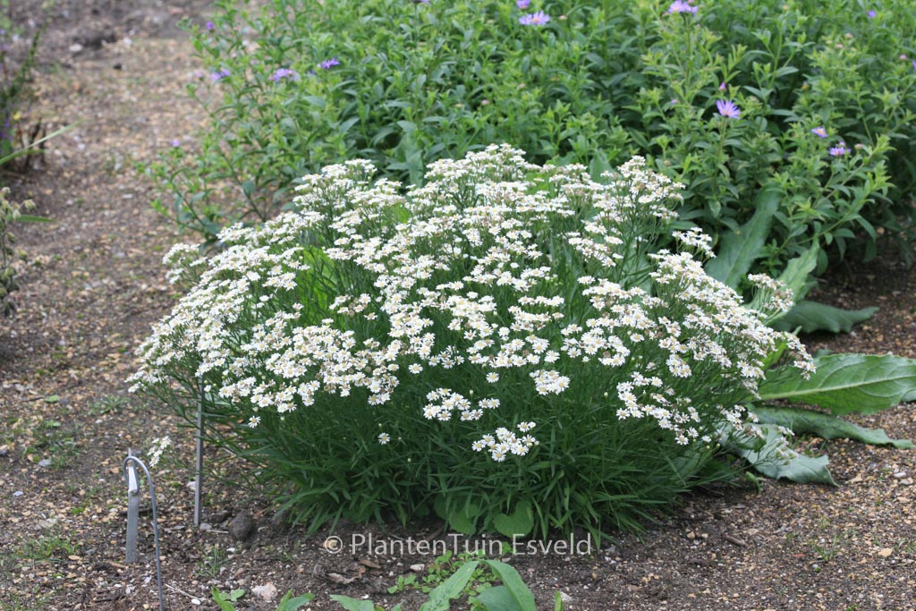 Aster ptarmicoides ‚Major‘