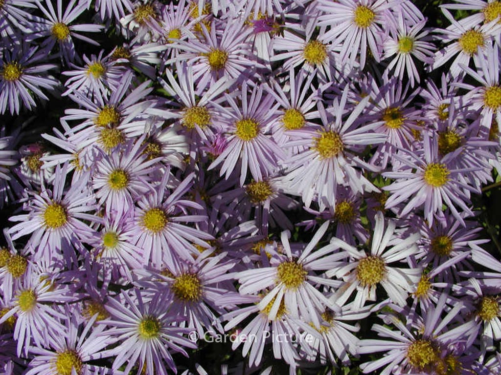 Aster pyrenaeus ‚Lutetia‘