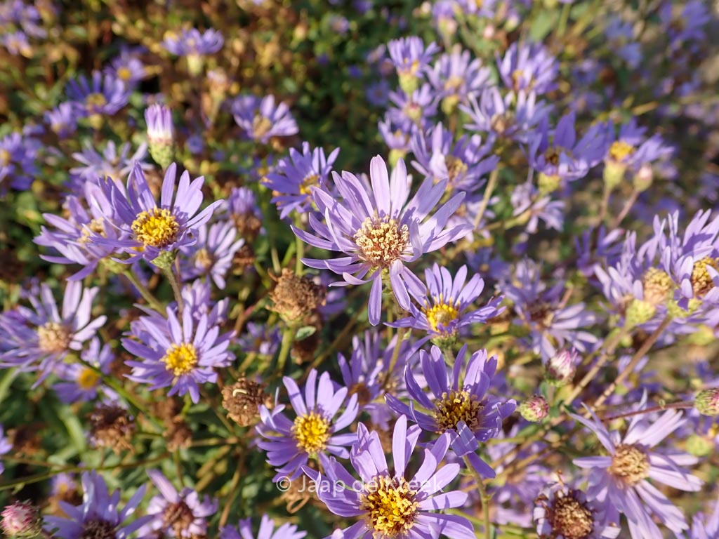 Aster radula ‚August Sky‘
