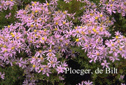 Aster sedifolius ‚Nanus‘