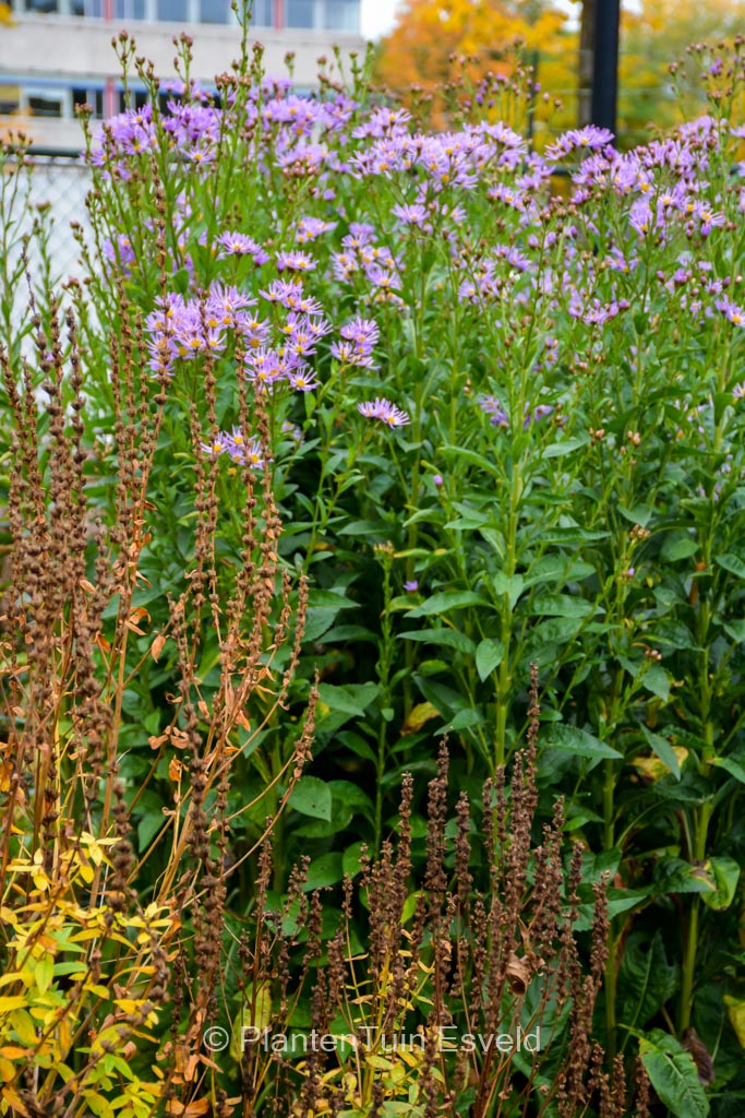 Aster tataricus ‚Jindai‘