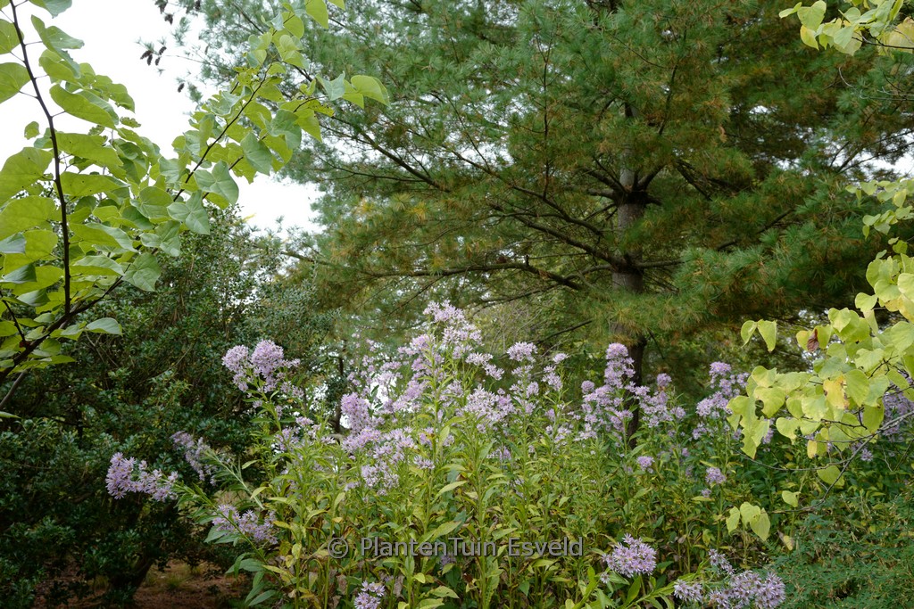 Aster tataricus