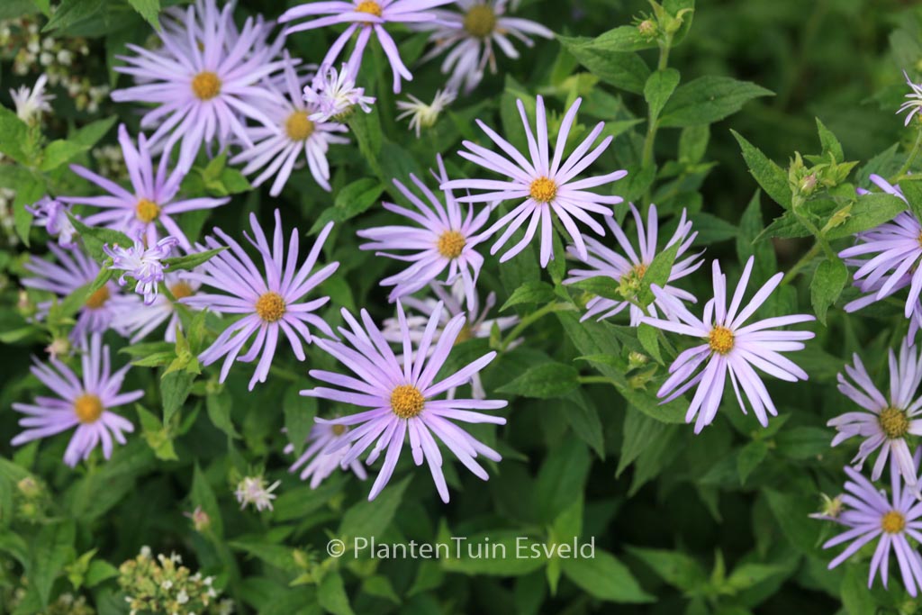 Aster thomsonii ‚Nanus‘