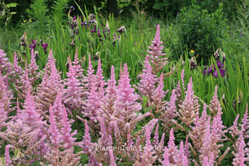 Astilbe ‚Amethyst‘
