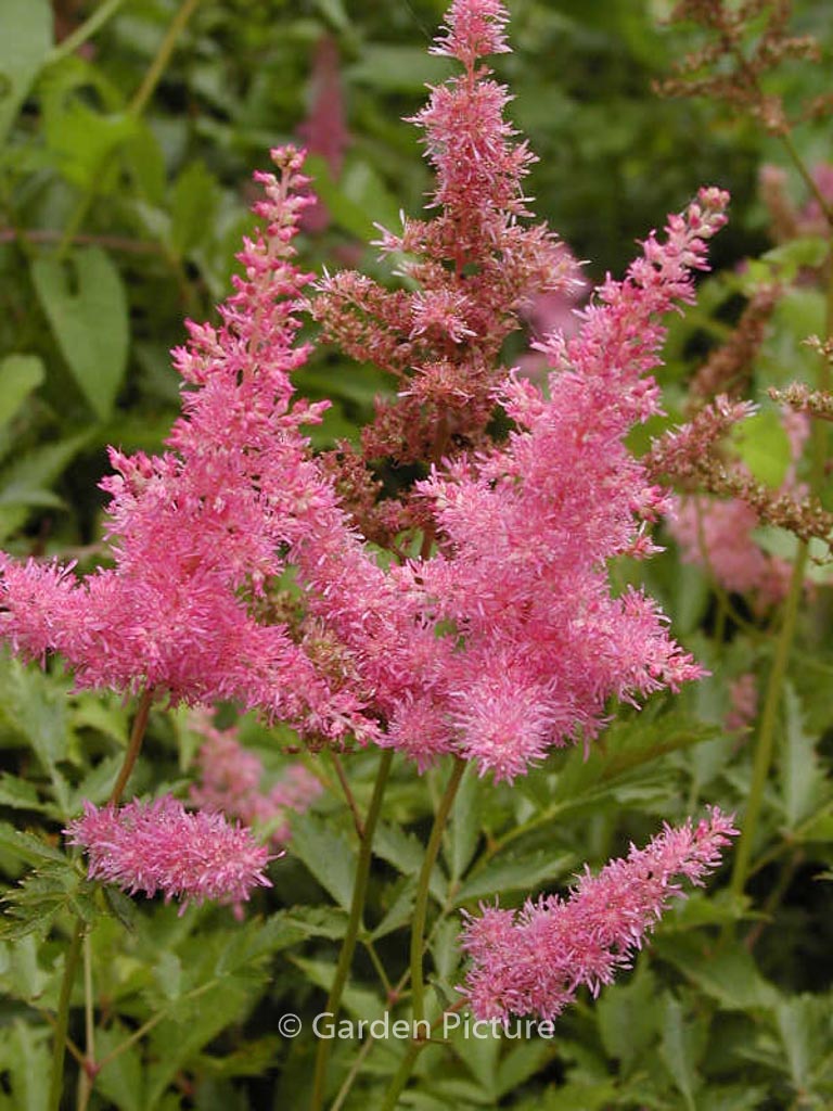 Astilbe ‚Anita Pfeffer‘