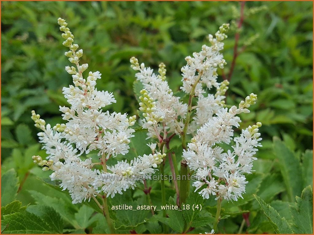 Astilbe ‚Astary White‘