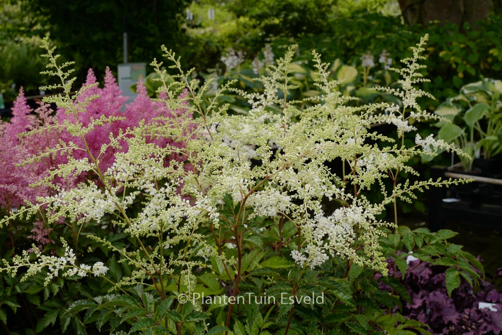 Astilbe ‚Brautschleier‘