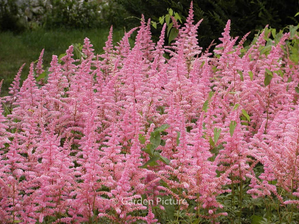 Astilbe ‚Cattleya‘