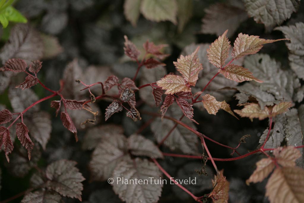 Astilbe ‚Chocolate Shogun‘