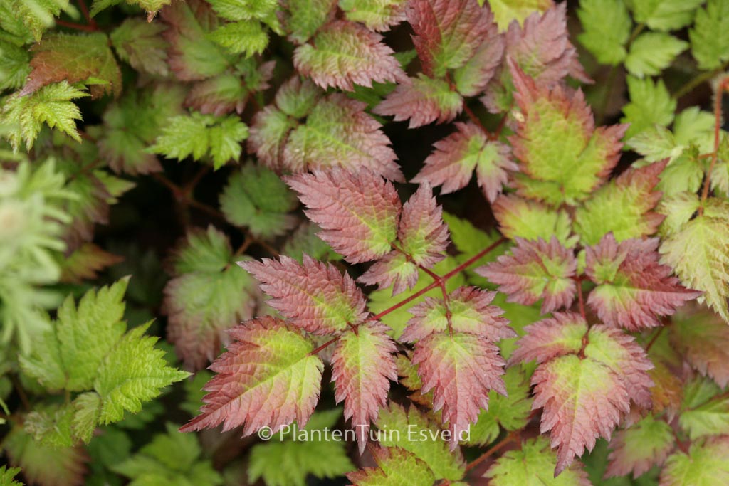 Astilbe ‚Color Flash‘