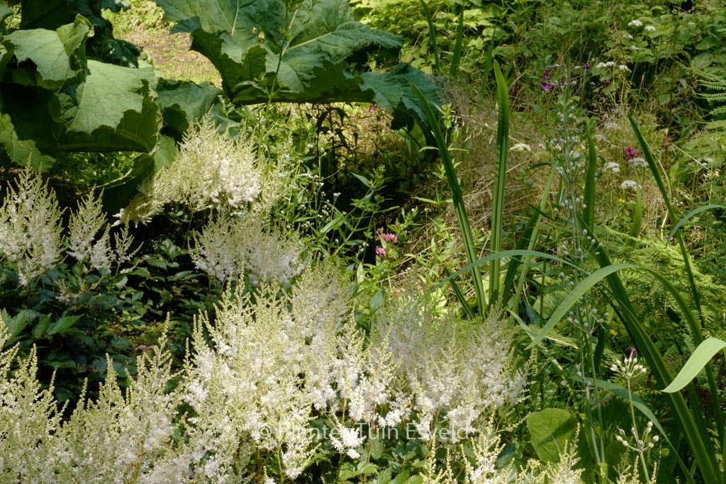 Astilbe ‚Darwin’s Snow Sprite‘