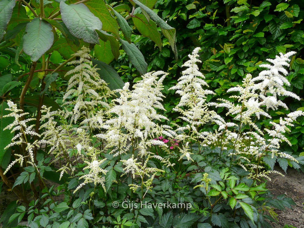Astilbe ‚Deutschland‘