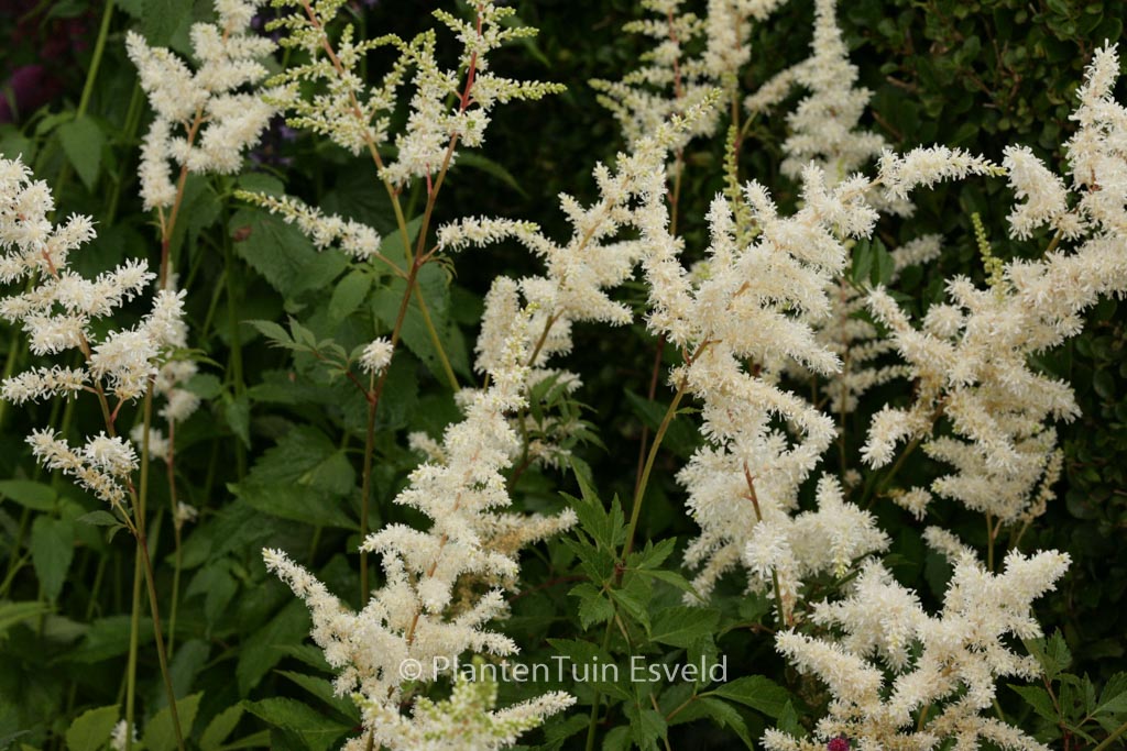 Astilbe ‚Diamant‘